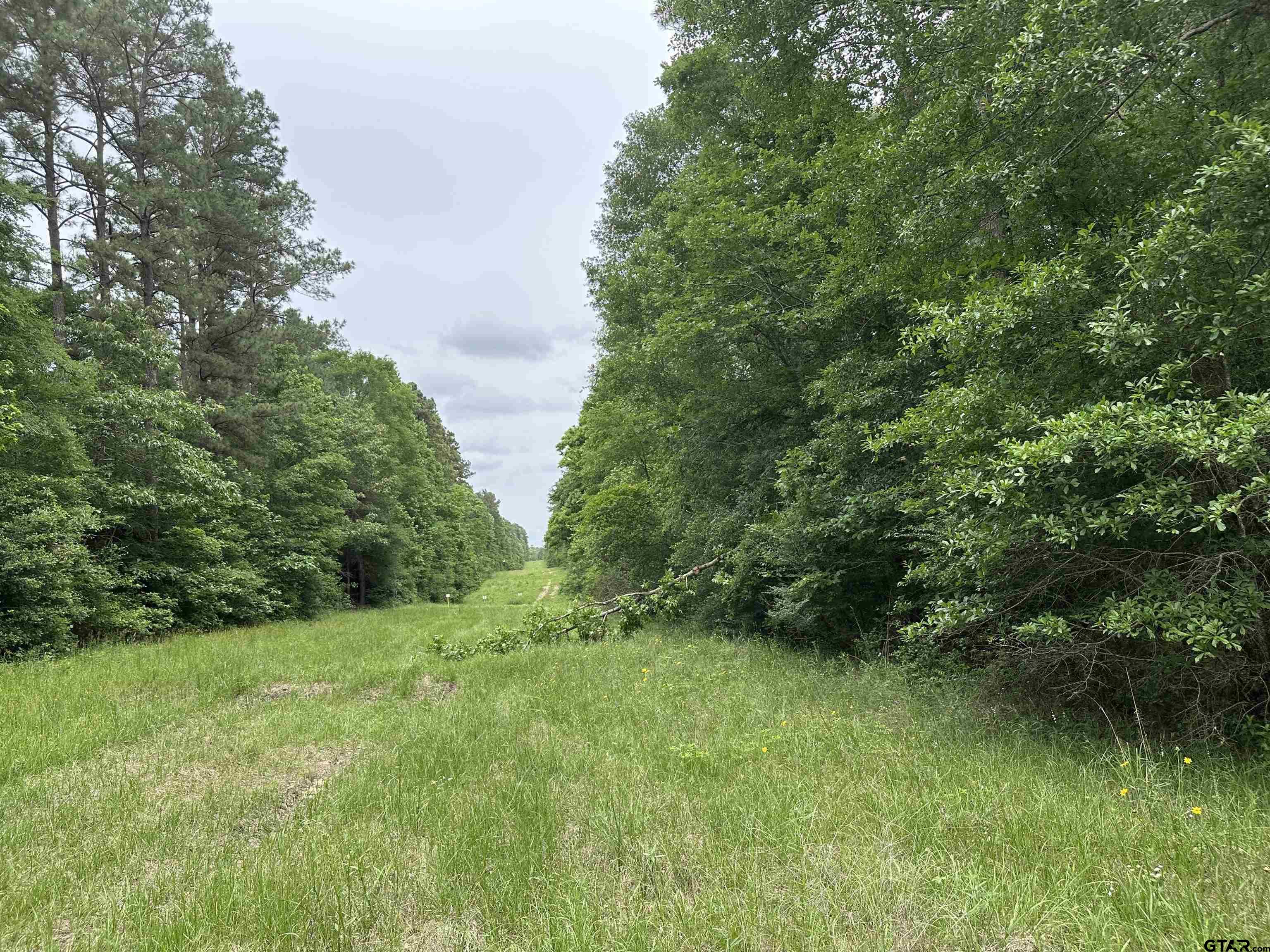 Tbd Sand Road Lufkin, TX 75904 - Photo 14 of 27 a view of a lush green forest with lots of trees