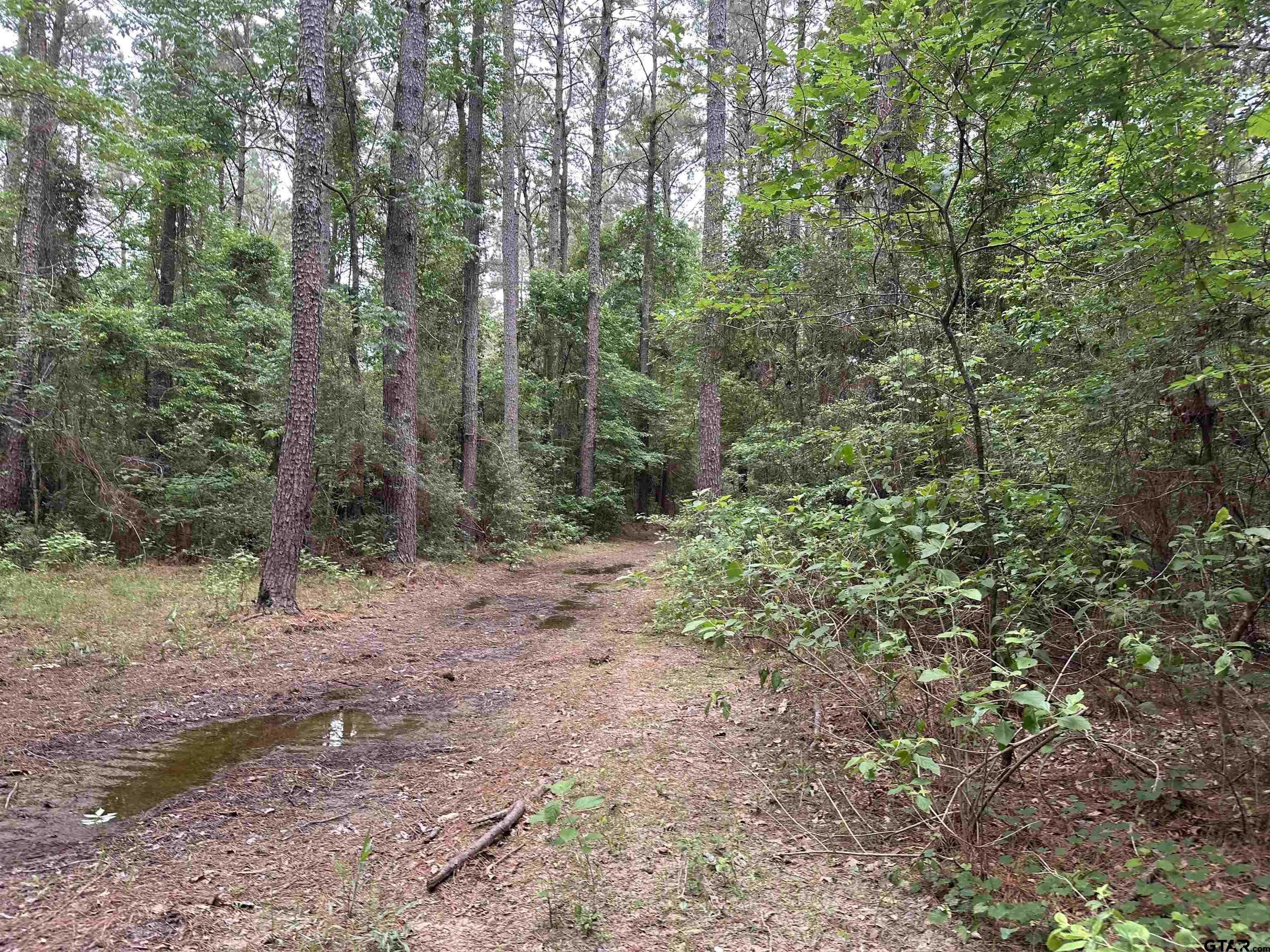 Tbd Sand Road Lufkin, TX 75904 - Photo 16 of 27 a view of a forest with trees in the background