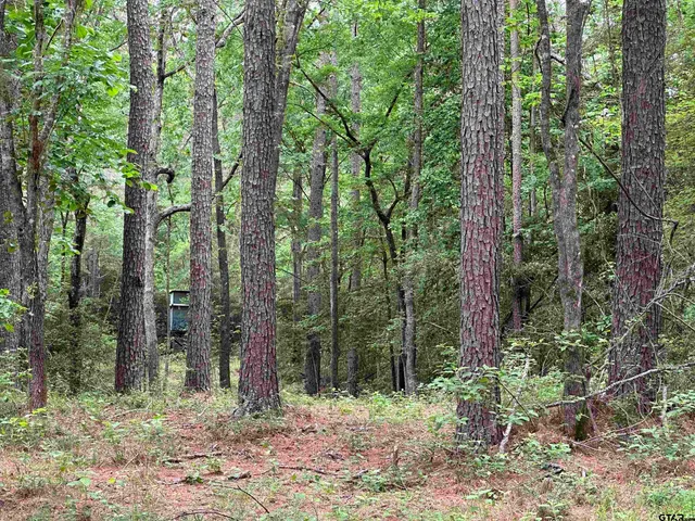 a view of a lush green forest