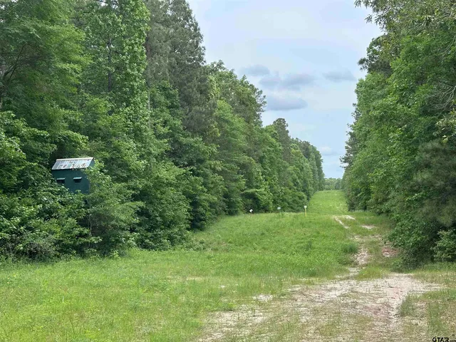 a view of a forest that has large trees