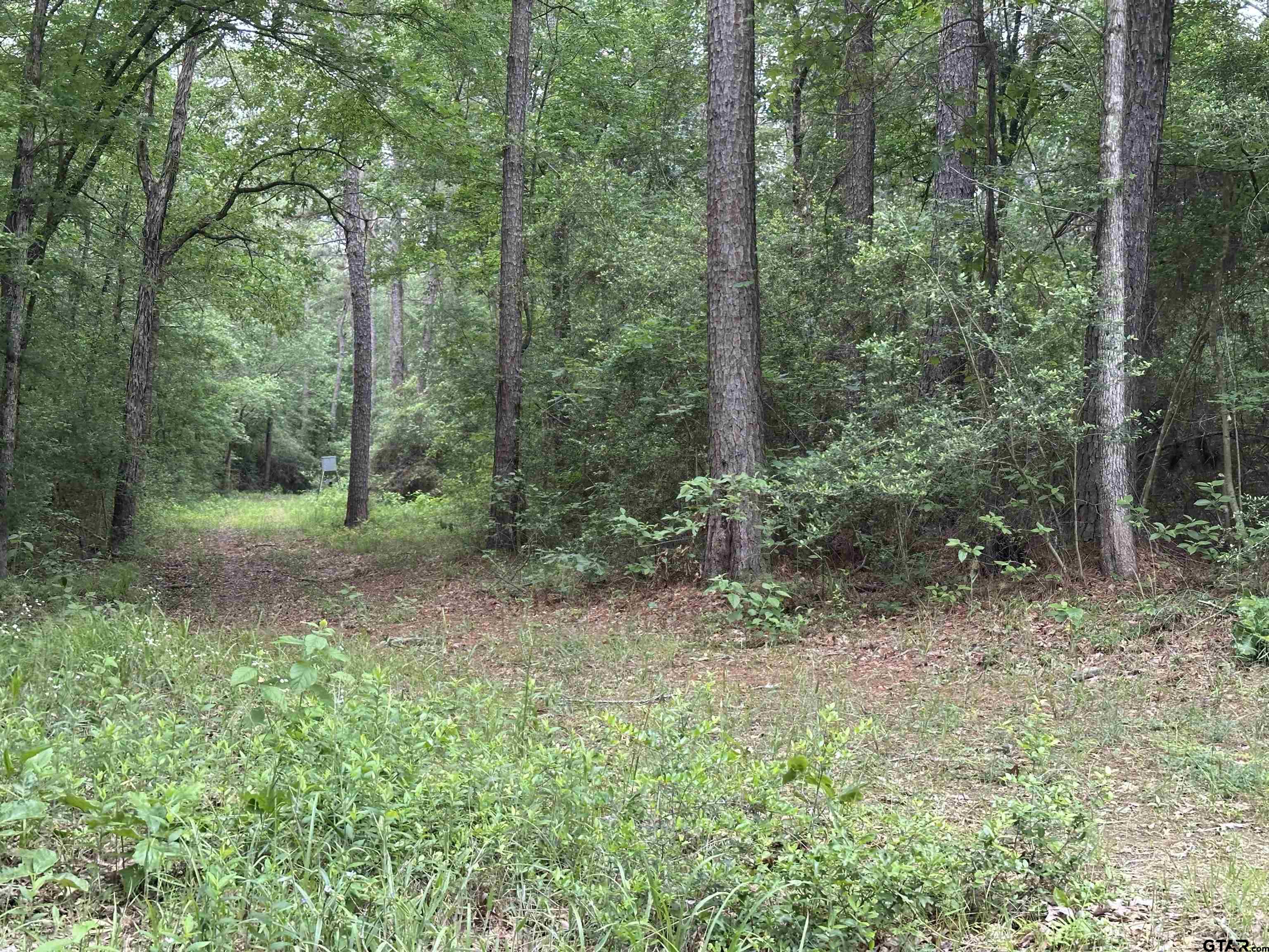 Tbd Sand Road Lufkin, TX 75904 - Photo 20 of 27 a view of a forest that has large trees