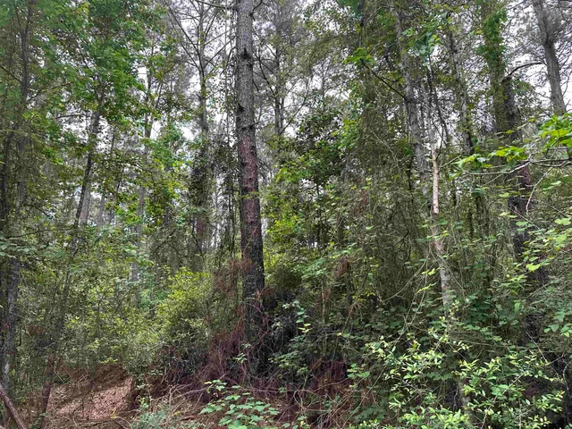 a view of a forest with trees in the background