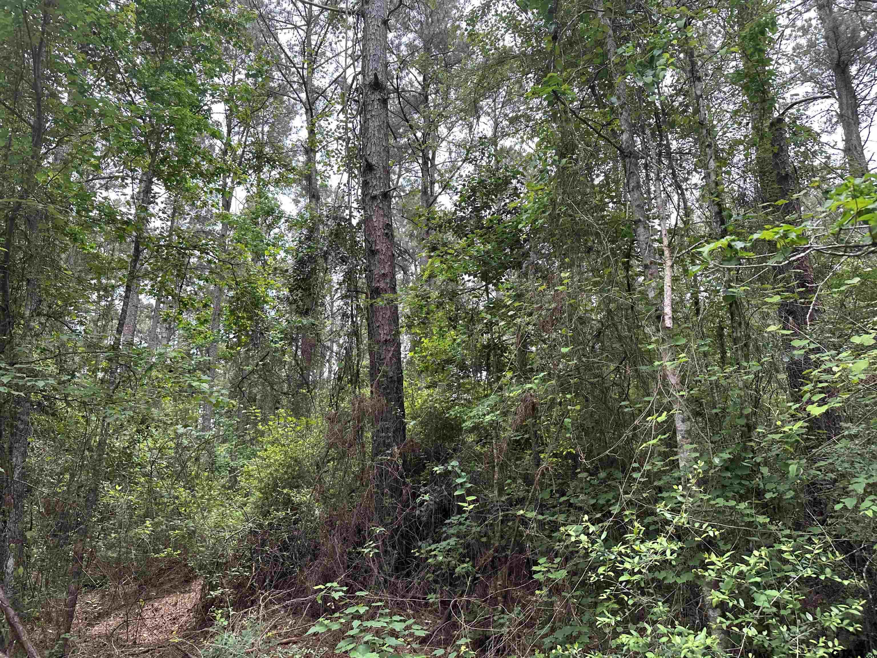 Tbd Sand Road Lufkin, TX 75904 - Photo 2 of 27 a view of a forest with a tree