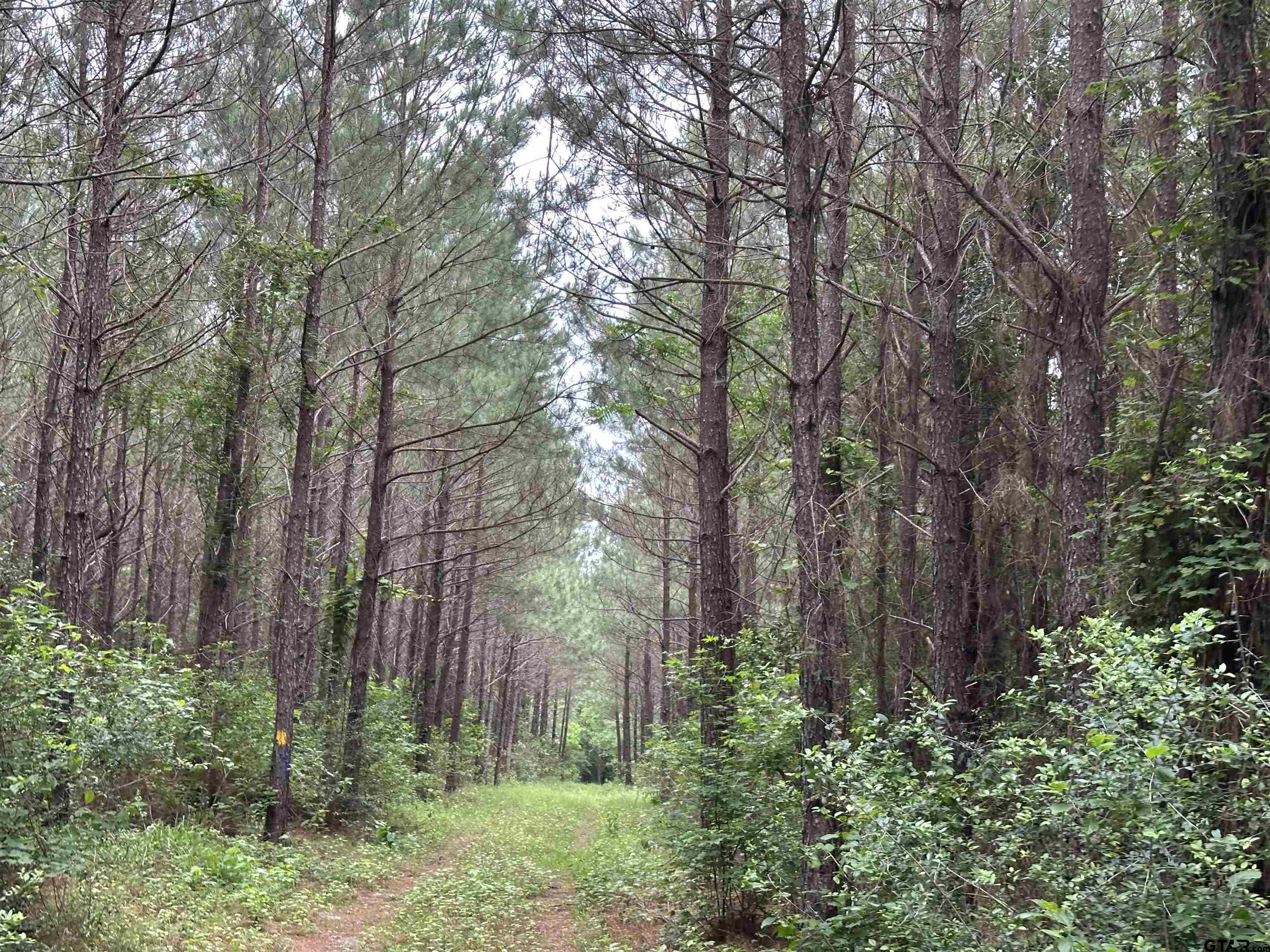 Tbd Sand Road Lufkin, TX 75904 - Photo 22 of 27 a backyard of a house with lots of green space