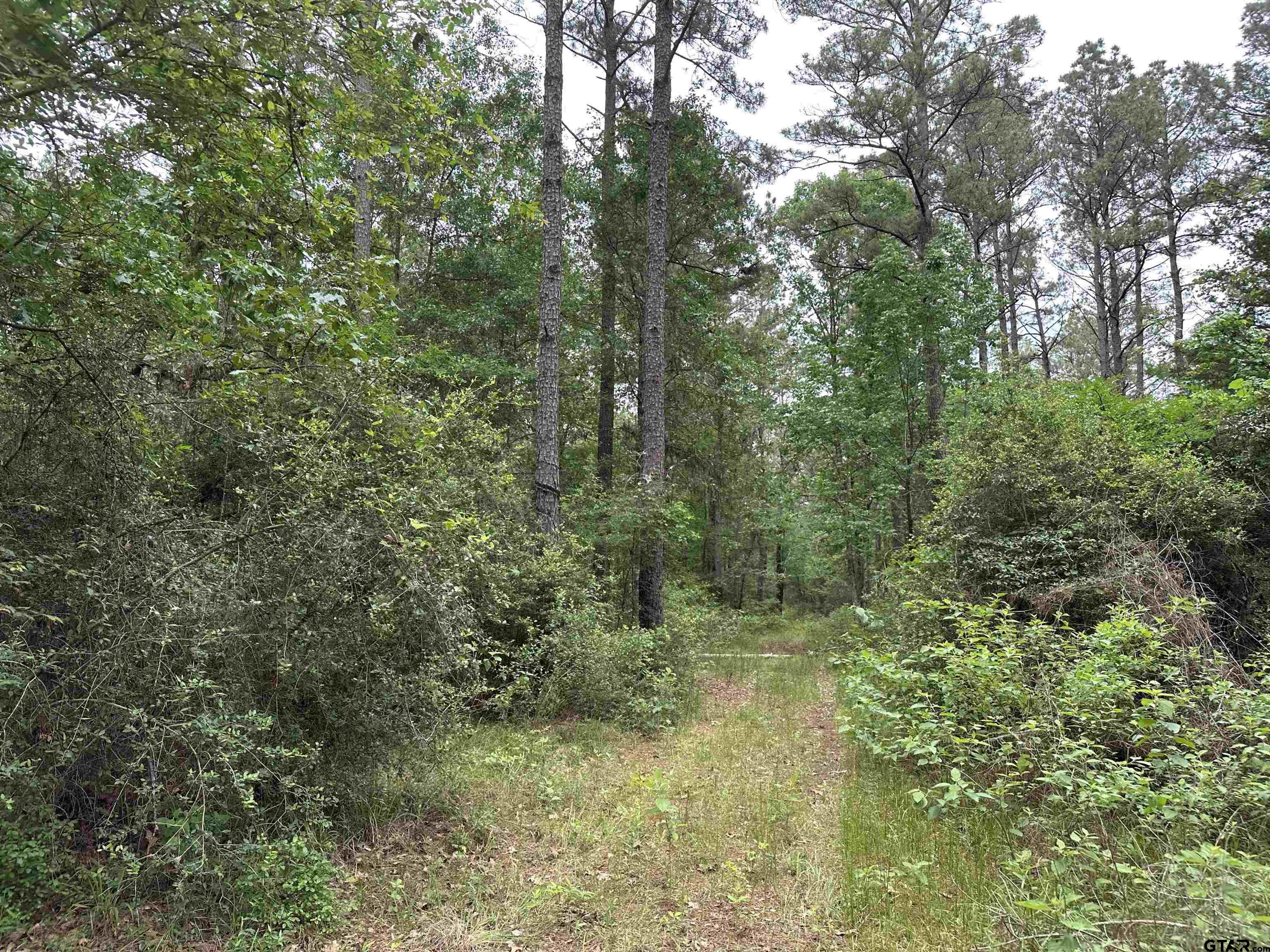 Tbd Sand Road Lufkin, TX 75904 - Photo 5 of 27 a view of a forest with trees