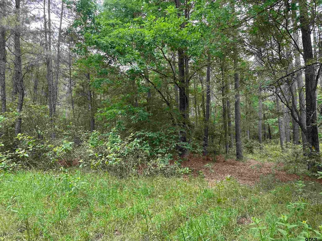 a view of a forest with trees