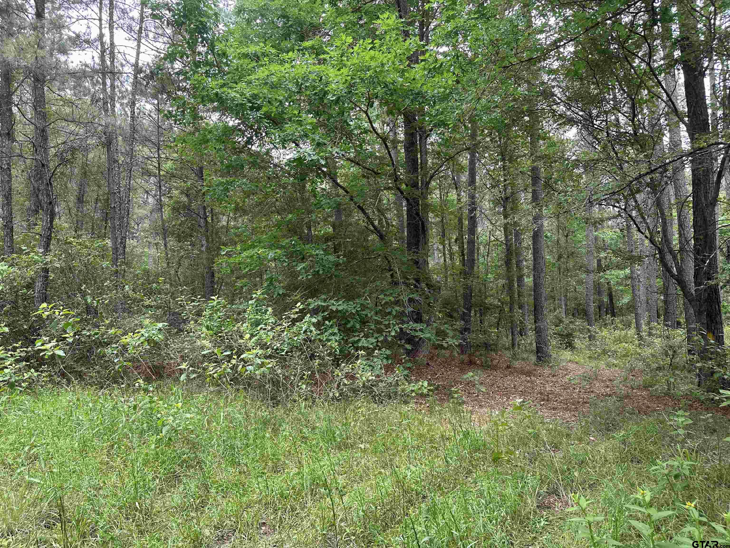 Tbd Sand Road Lufkin, TX 75904 - Photo 7 of 27 a big yard with lots of green space and deers