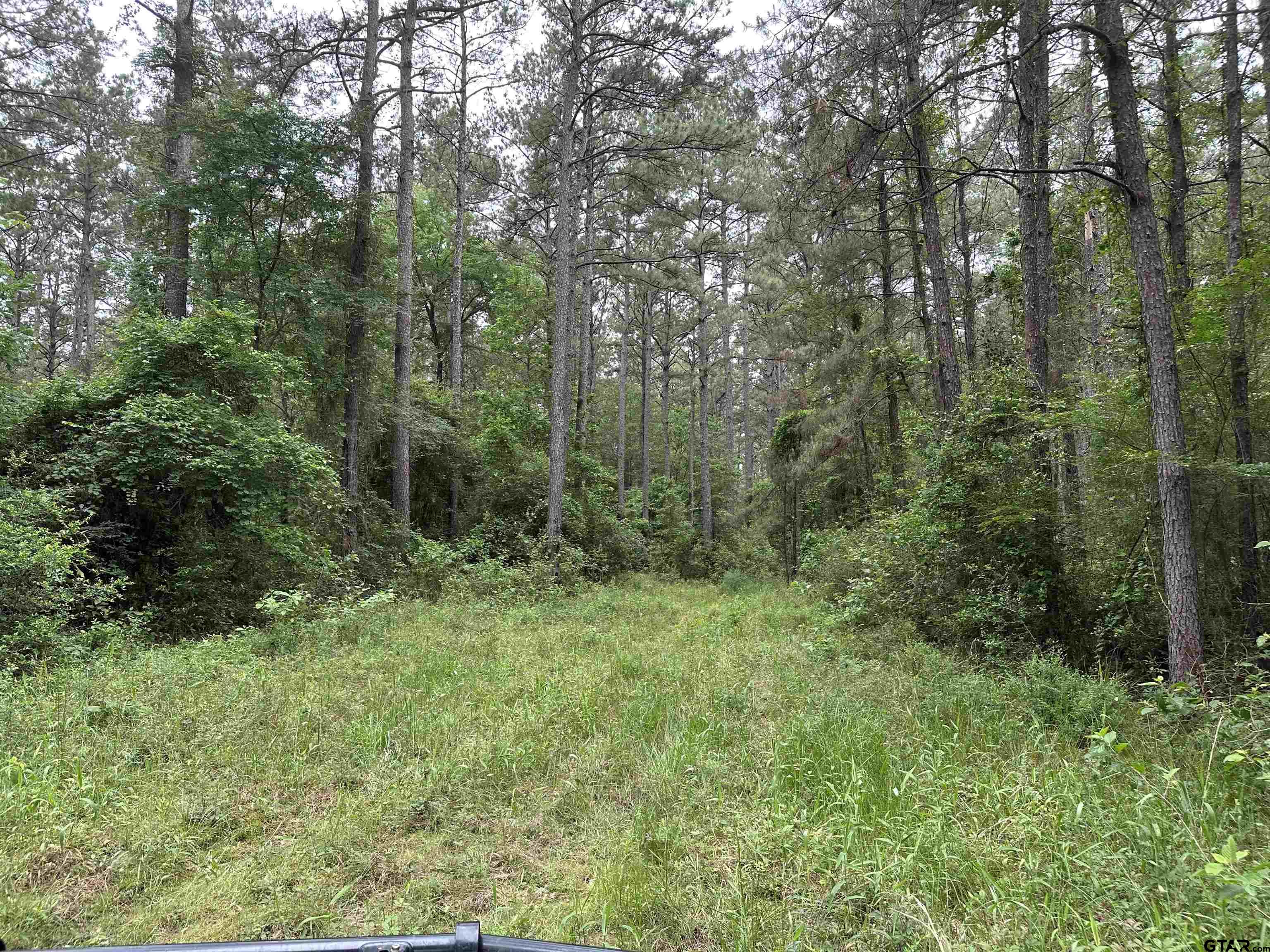Tbd Sand Road Lufkin, TX 75904 - Photo 8 of 27 a view of a forest with trees