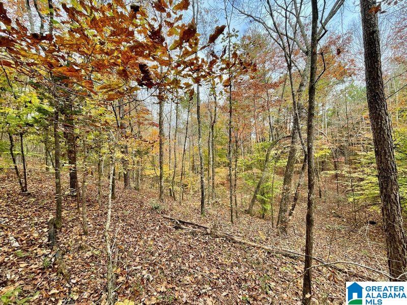 -mjhs Bone Dry Road, Unit 1 Kimberly, AL 35091 - Photo 1 of 4
