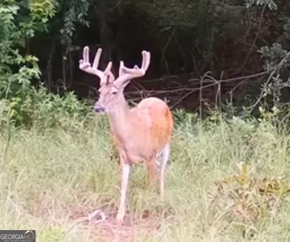 a backyard of a house with lots of green space and plants