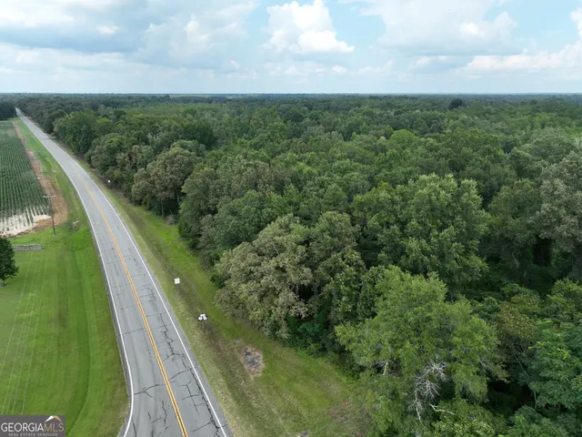 a view of a forest with a tree