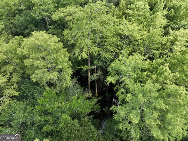 a view of a yard with plants and a tree