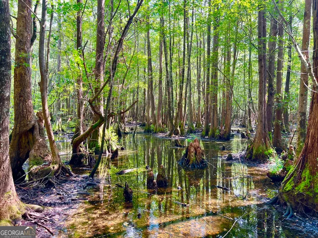 a view of a forest with a tree