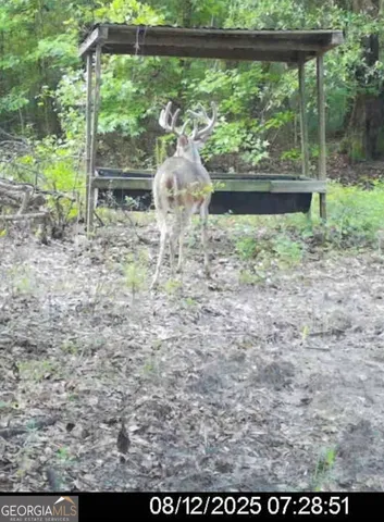 a view of a yard with a tree
