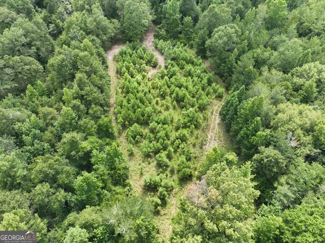 a view of backyard with tree