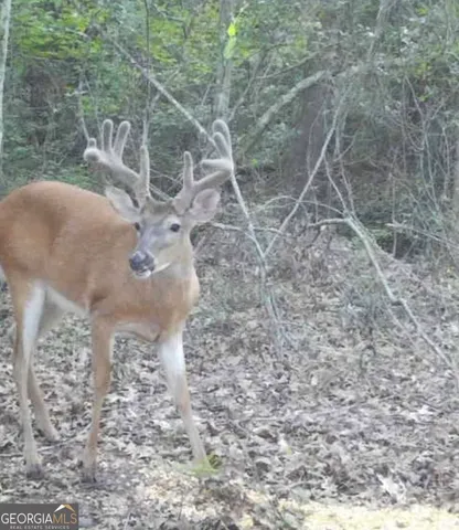 a view of outdoor space with lots of trees