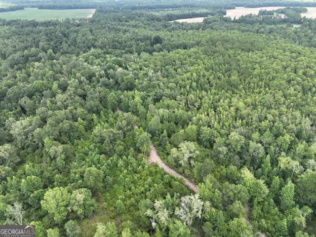 a view of lake from a tree