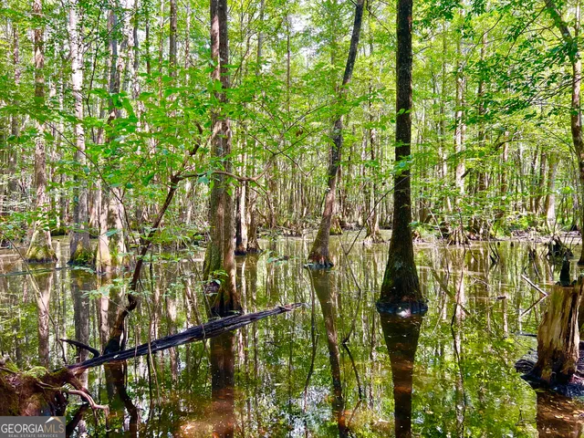 a view of a lush green forest with a tree