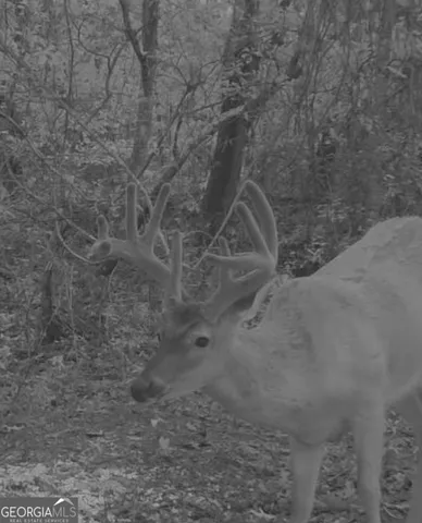 a view of a field of grass and trees