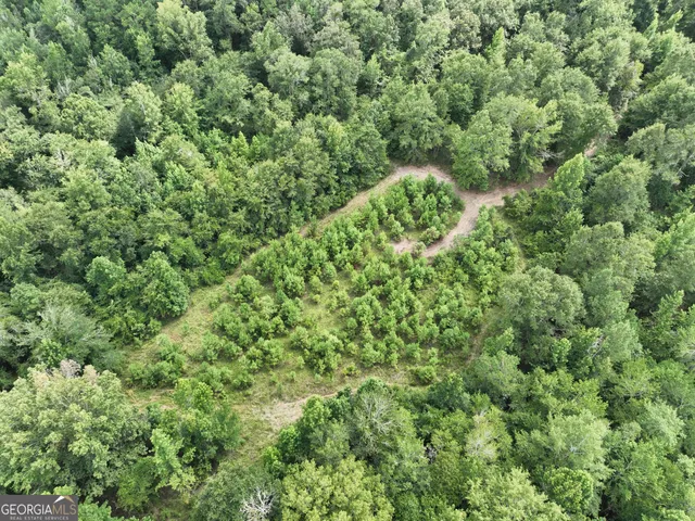 a view of a lush green forest with a tree