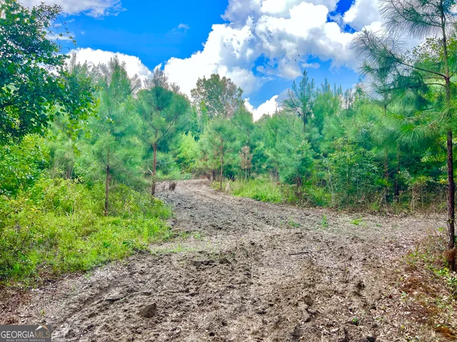 a view of a yard with plants and large trees