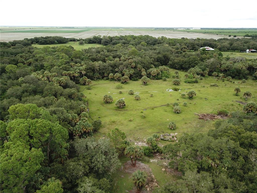 3945 County Road 833 Clewiston, FL 33440 - Photo 4 of 12 a view of a lush green forest with trees and some houses
