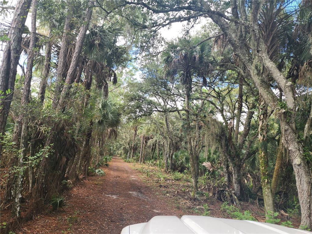 3945 County Road 833 Clewiston, FL 33440 - Photo 10 of 12 a view of a forest with trees