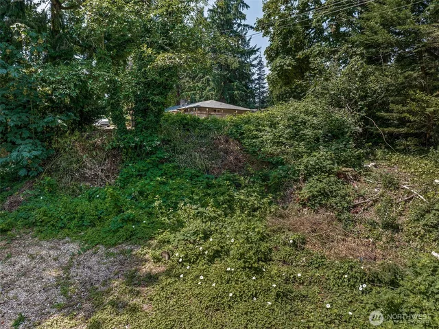 a view of a forest with a tree