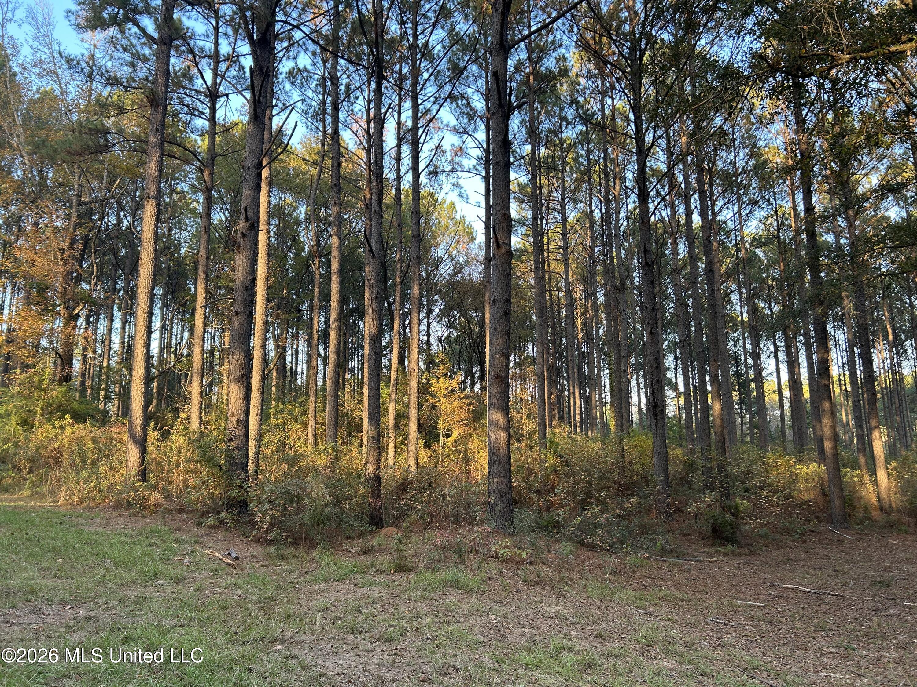 4024 Old Mill Road Osyka, MS 39657 - Photo 11 of 44 IMG_1038