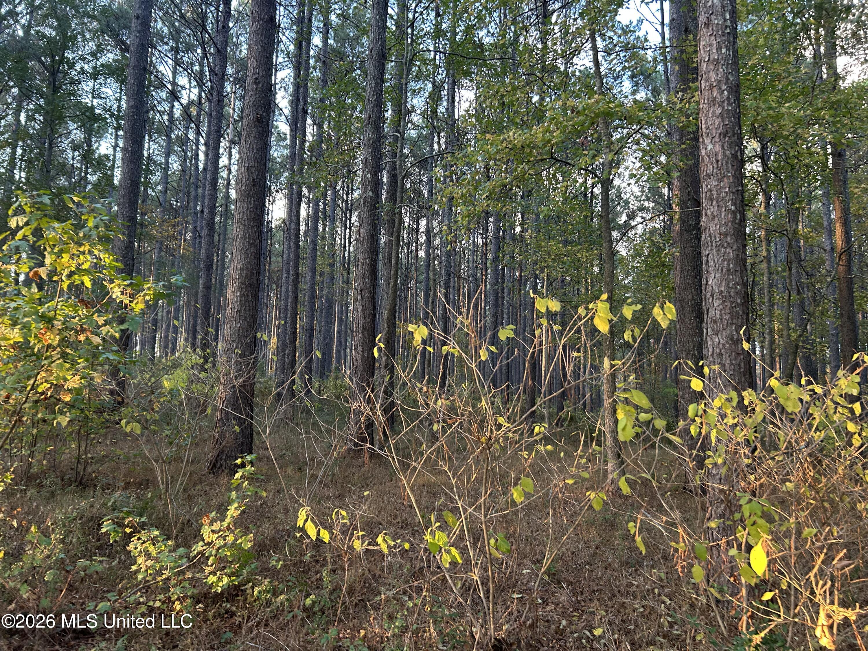 4024 Old Mill Road Osyka, MS 39657 - Photo 35 of 44 IMG_1116