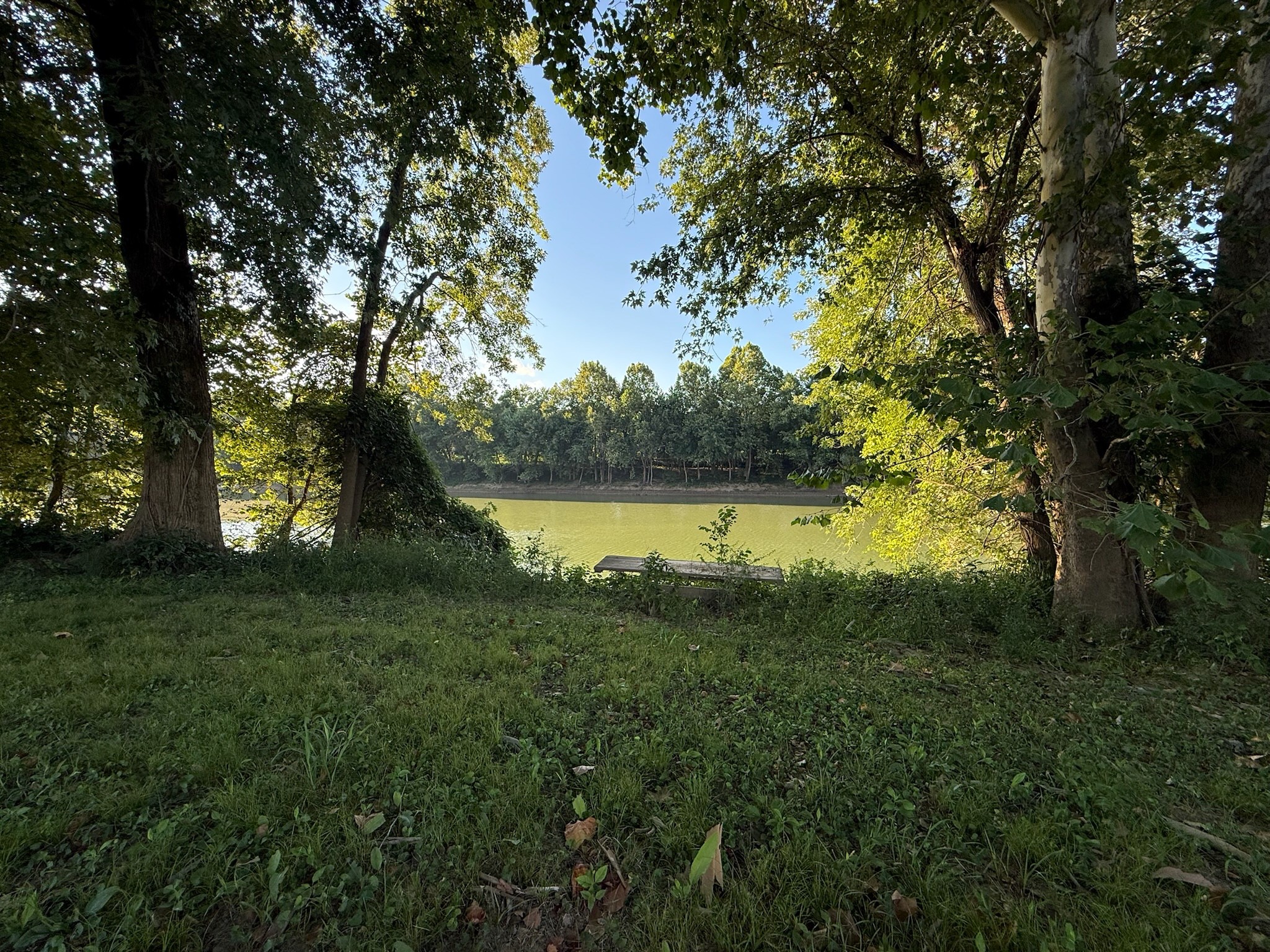17541 Rangers Landing Road Calhoun, KY 42327 - Photo 23 of 38 a view of a trees in a yard next to a large tree