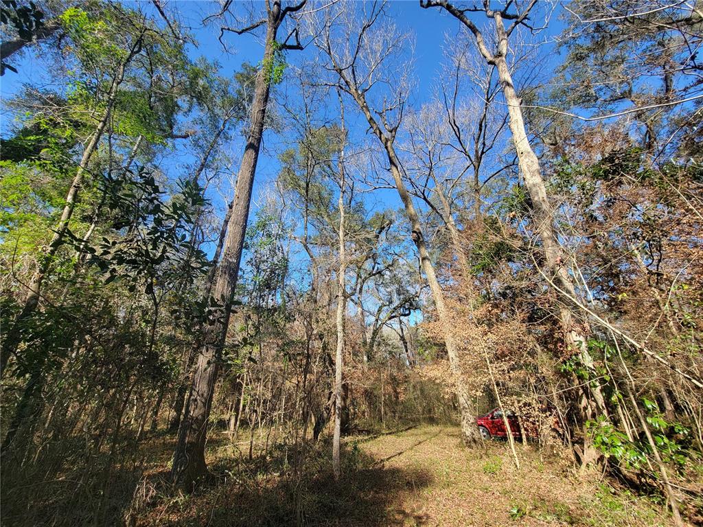 Southwest Newark Drive Fort White, FL 32038 - Photo 10 of 13