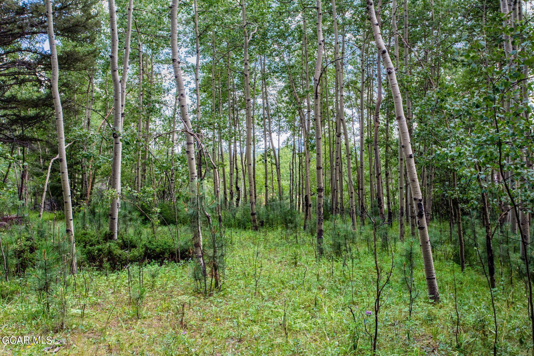 30539 Rand Road Conifer, CO 80433 - Photo 34 of 36 a view of backyard with green space