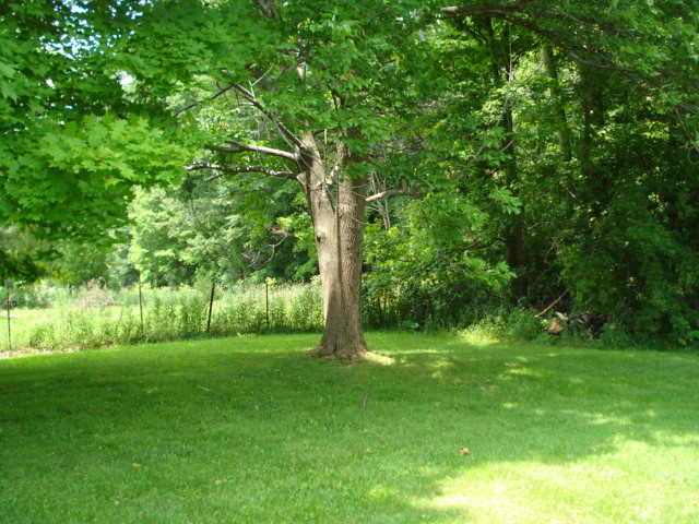 Nice size Lot