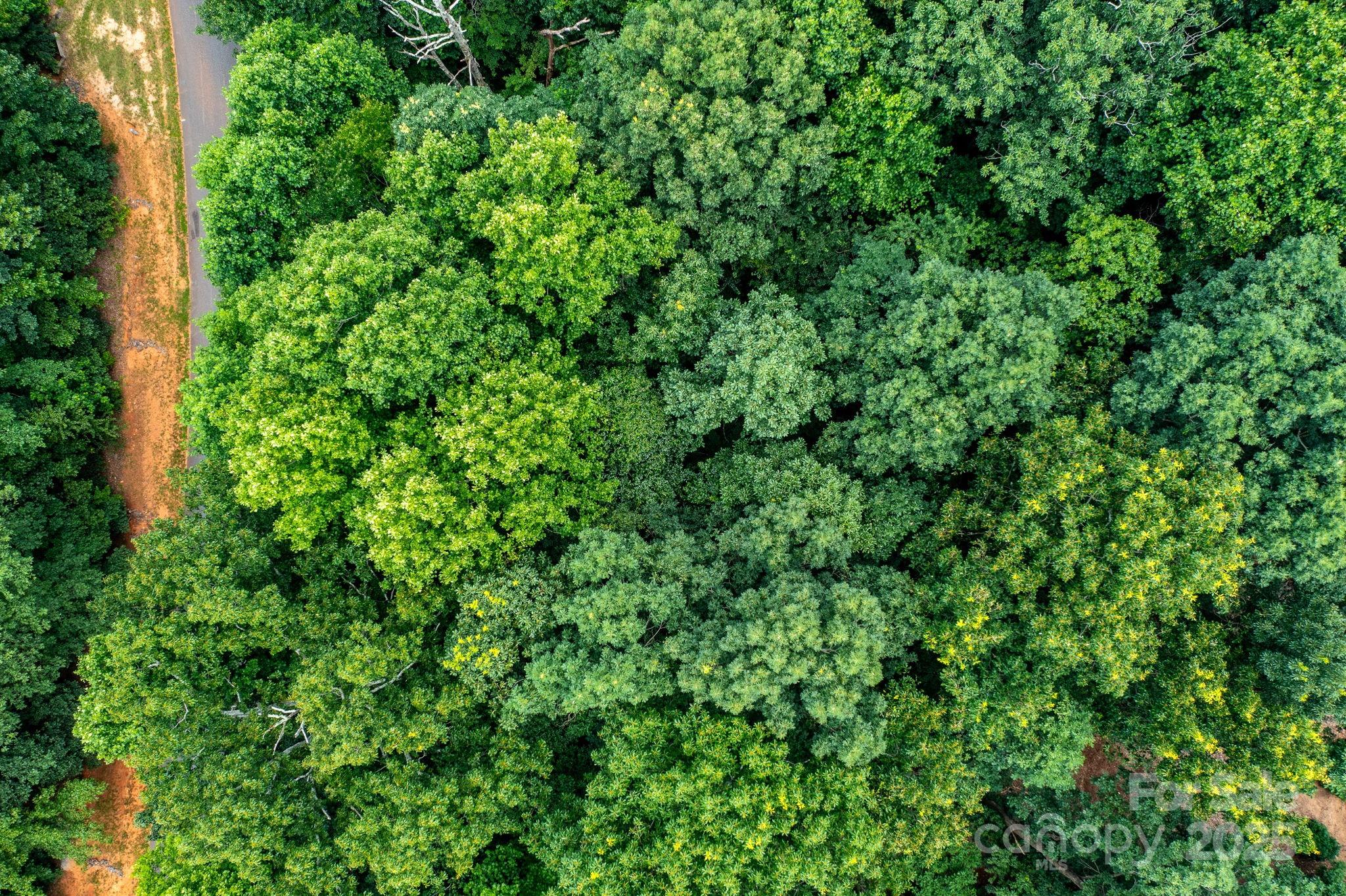 351 I-40 Access Road Hildebran, NC 28637 - Photo 33 of 36 a view of a lush green forest