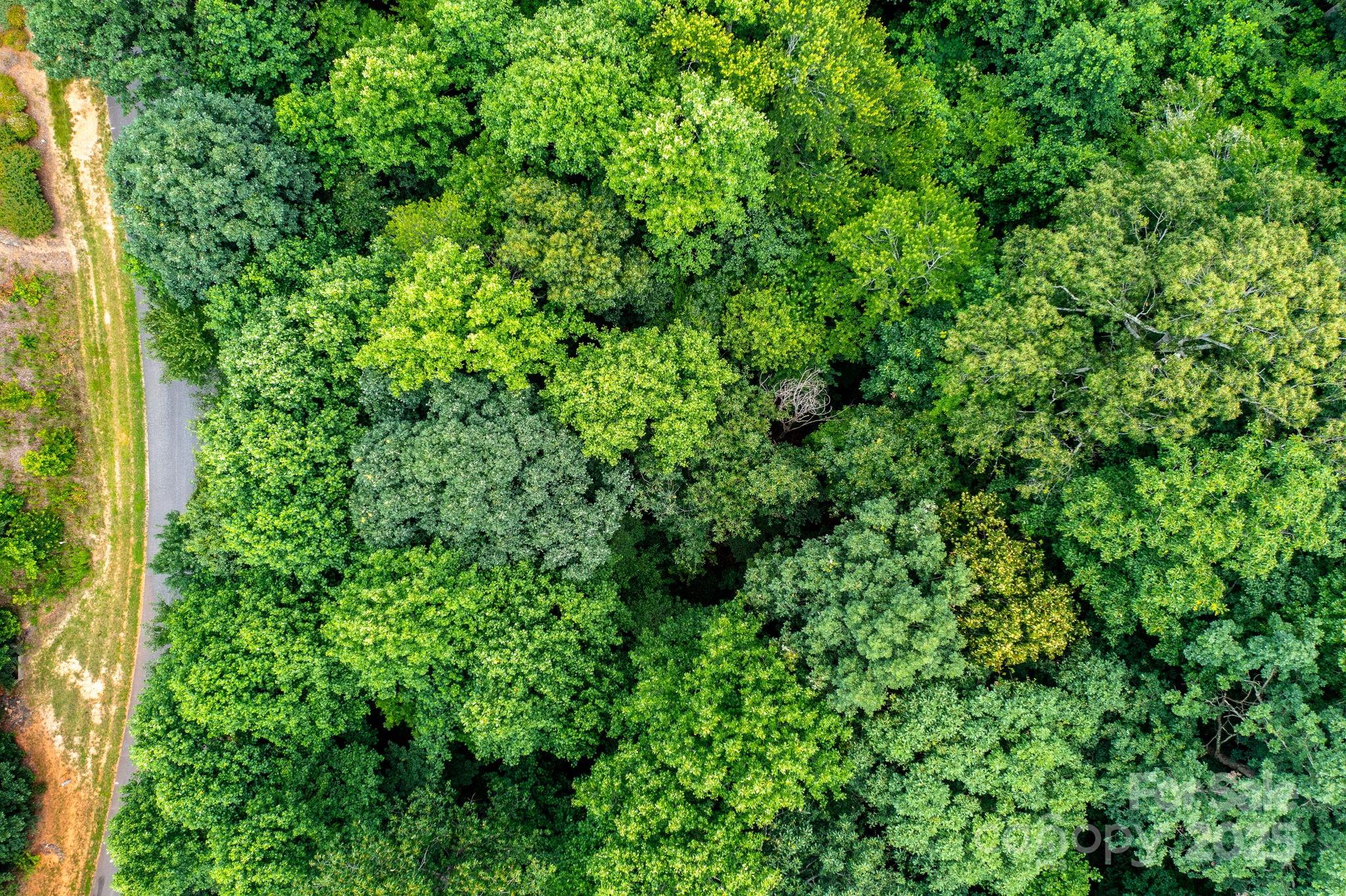 351 I-40 Access Road Hildebran, NC 28637 - Photo 36 of 36 a view of a lush green forest with lots of trees