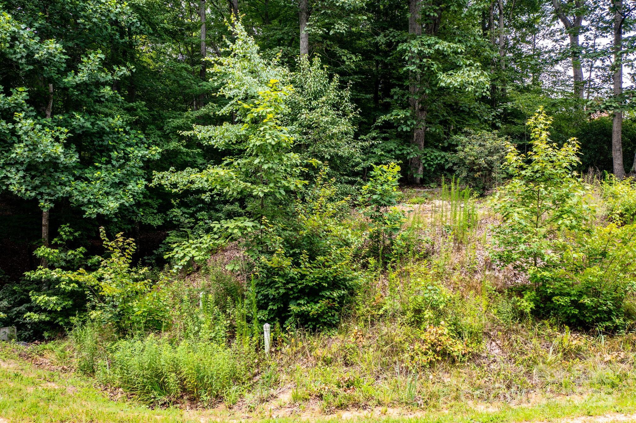 351 I-40 Access Road Hildebran, NC 28637 - Photo 8 of 36 a view of a garden