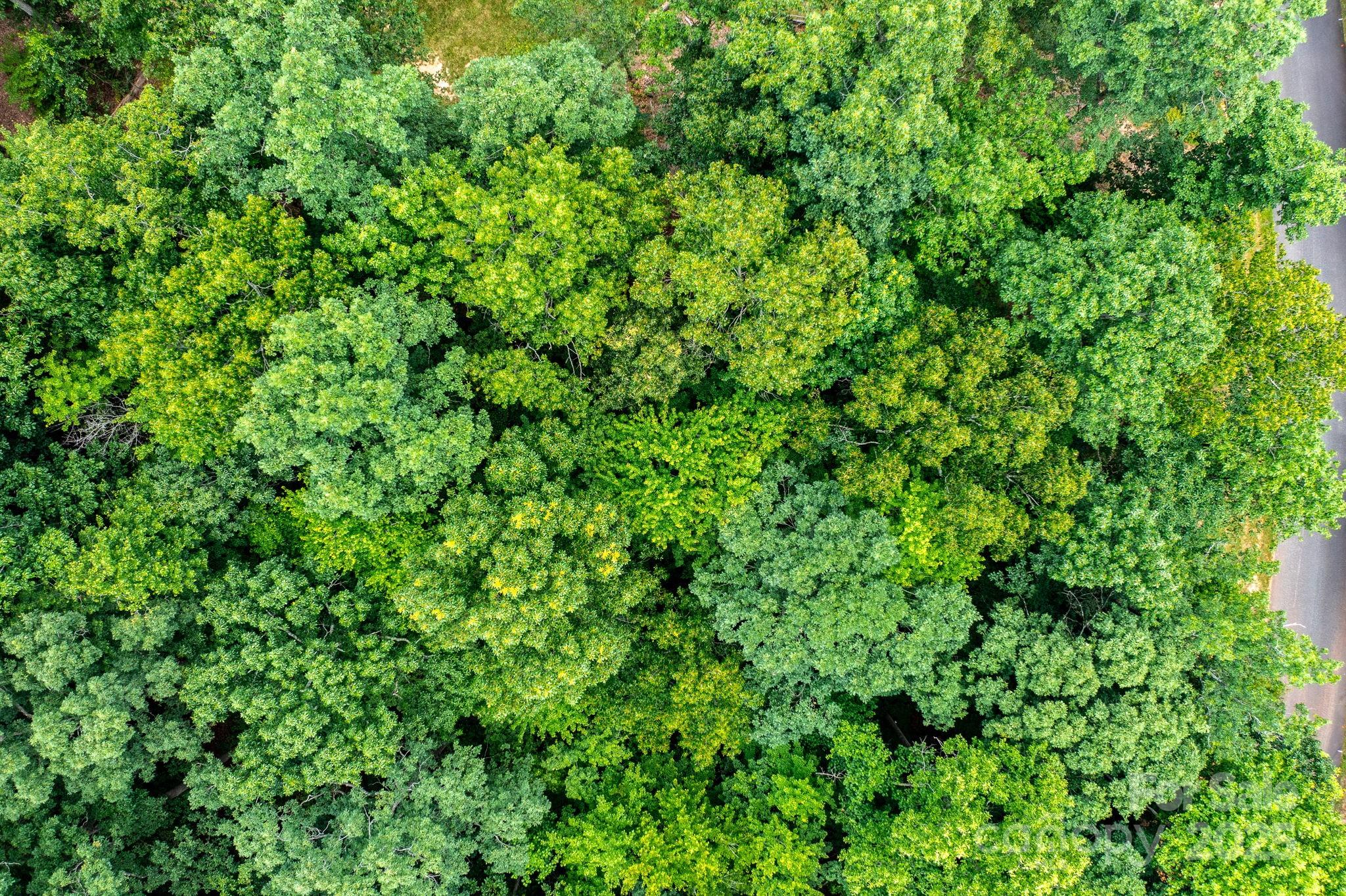 351 I-40 Access Road Hildebran, NC 28637 - Photo 9 of 36 a view of a lush green forest
