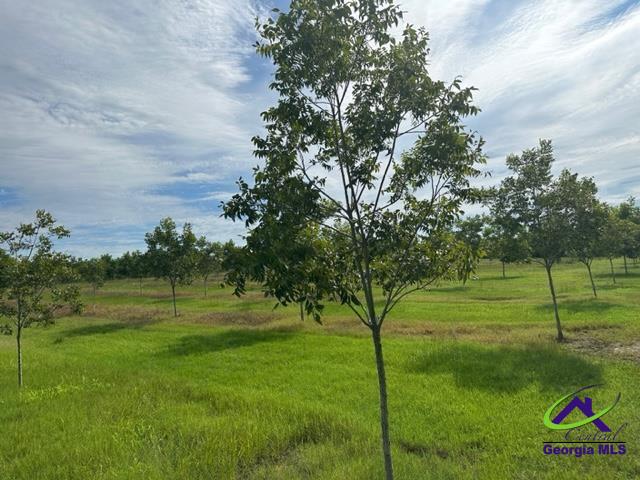 Henderson Springs Road Elko, GA 31025 - Photo 16 of 24