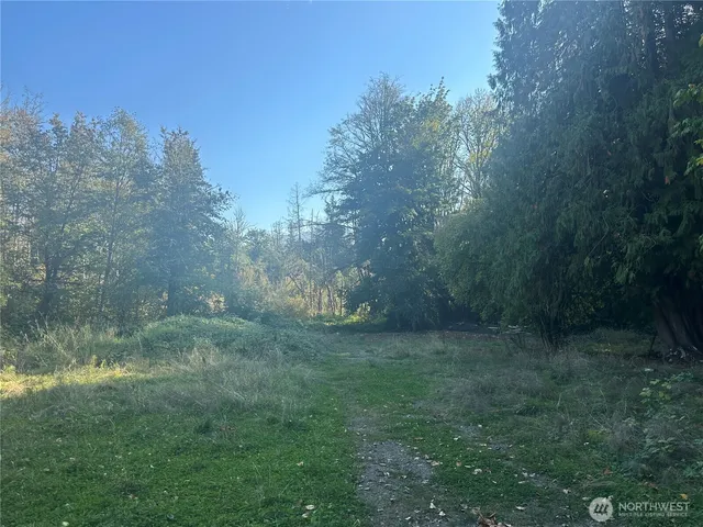 a view of a forest with trees