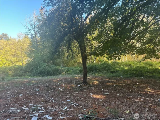 a view of a forest that has large trees