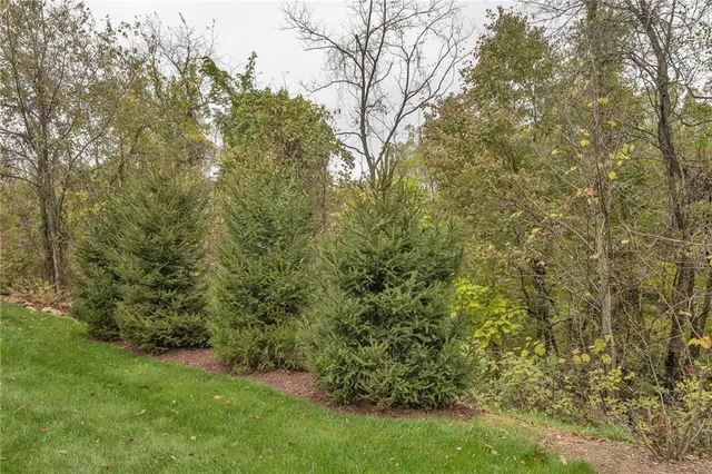 a view of a yard with a tree