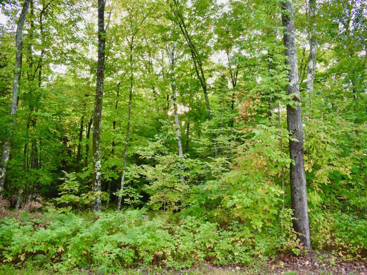W11200 Maywood Road Deerbrook, WI 54424 - Photo 27 of 39 Gallery Image 27