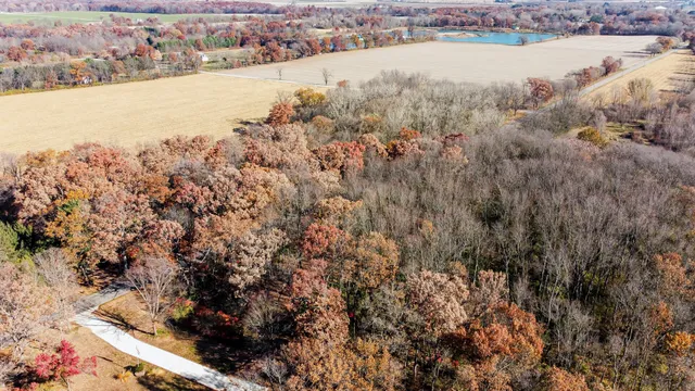 a view of a forest with a tree