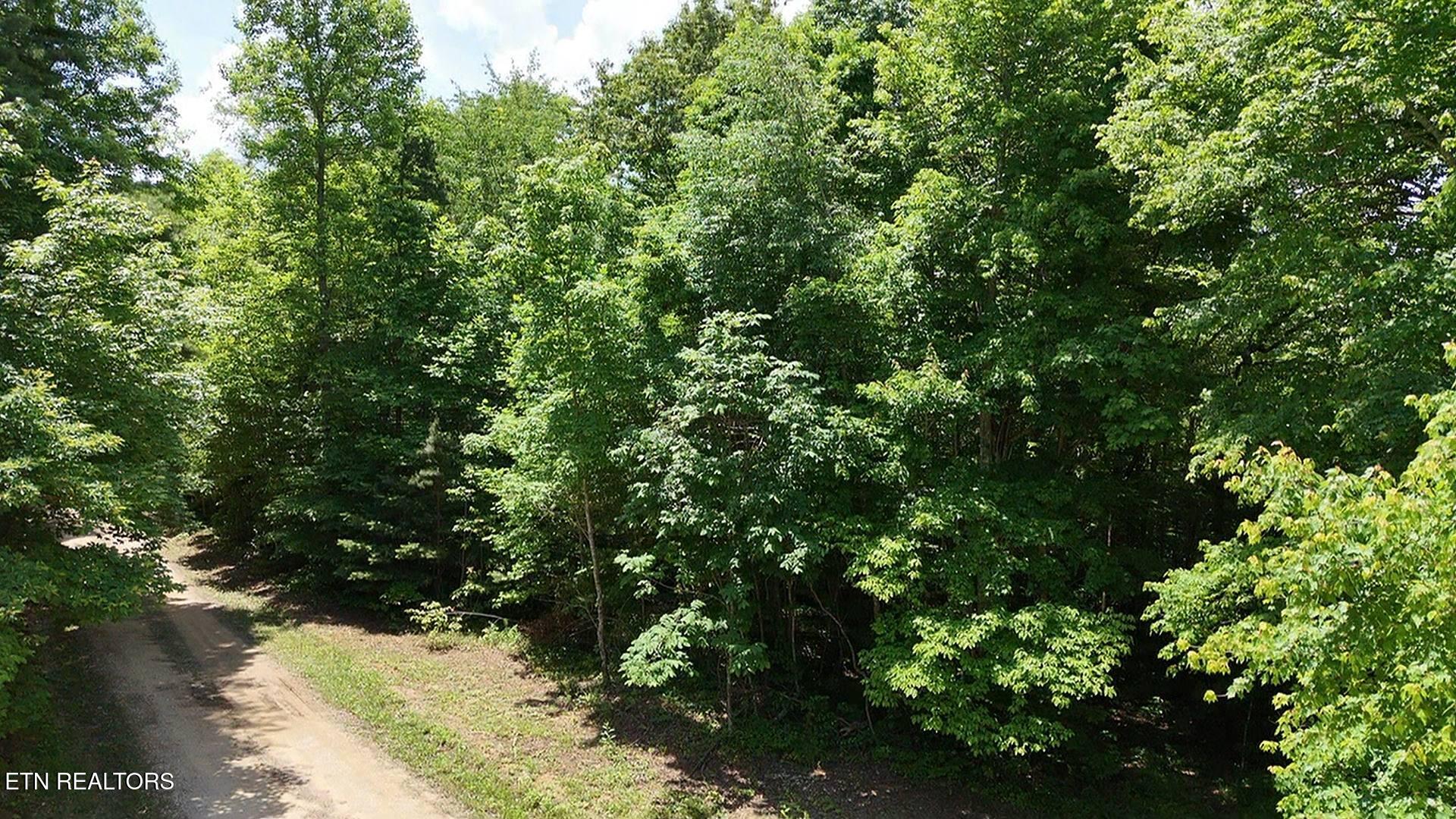 0 Sheep Ranch Road Robbins, TN 37852 - Photo 10 of 29 5srd