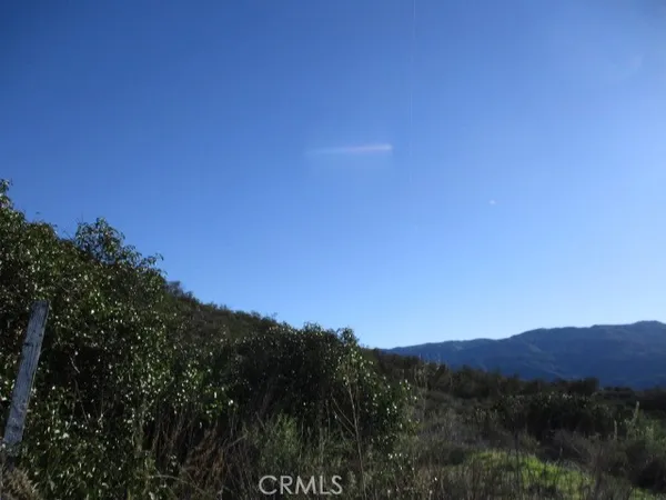 a view of a forest with a mountain in the background