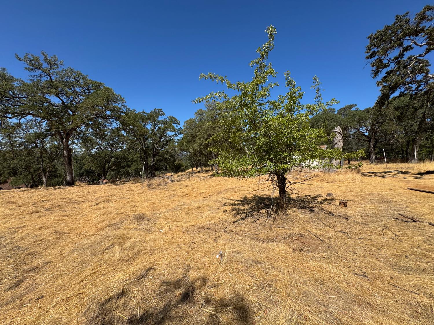5825 Dragon Springs Road Placerville, CA 95667 - Photo 3 of 18 a view of a yard with a tree