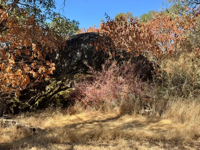 a view of trees covered with snow