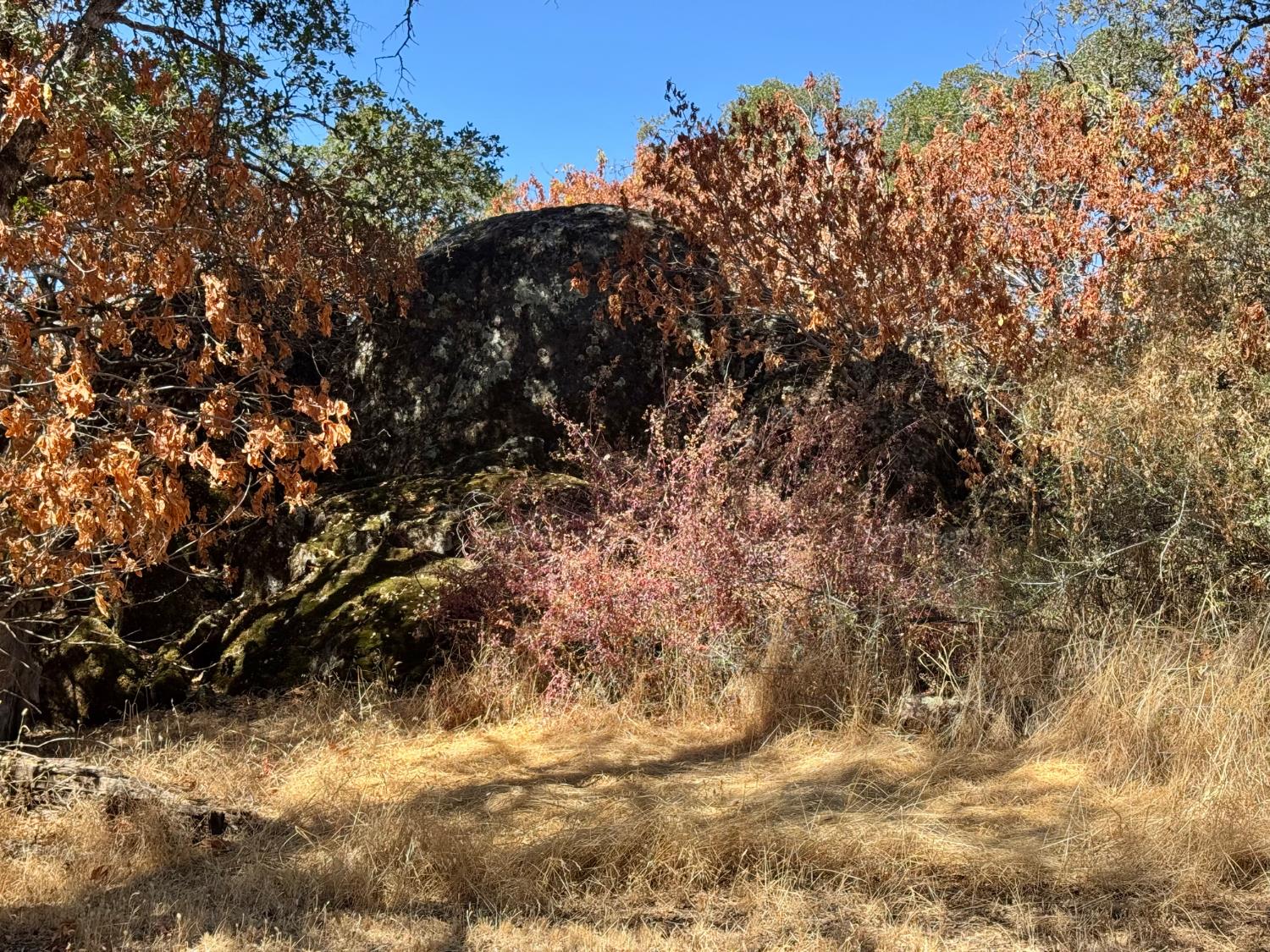 5825 Dragon Springs Road Placerville, CA 95667 - Photo 4 of 18 a view of trees covered with snow