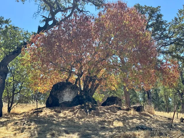 a view of a wooden house with large trees